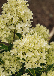 Hydrangea Hydrangea paniculata 'White Light', 5L