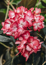 Hydrangea Hydrangea macrophylla ‘Eclipse’, 4L