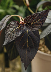 Hydrangea Hydrangea macrophylla ‘Eclipse’, 4L