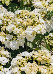 Hydrangea macrophylla Wedding Gown