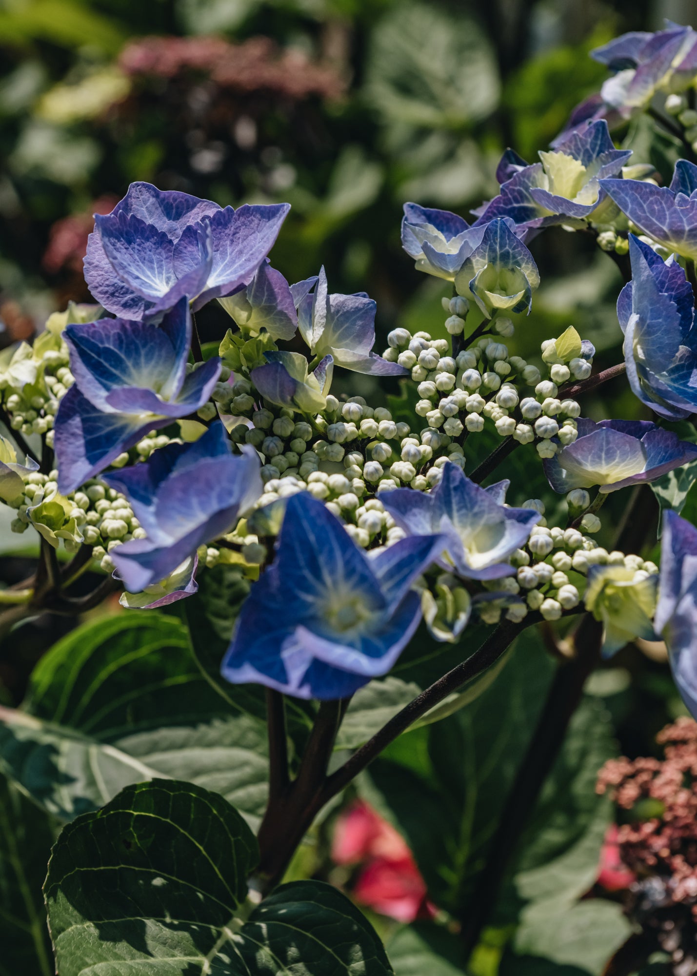 Hydrangea Hydrangea macrophylla Zorro