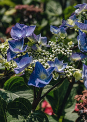 Hydrangea Hydrangea macrophylla Zorro