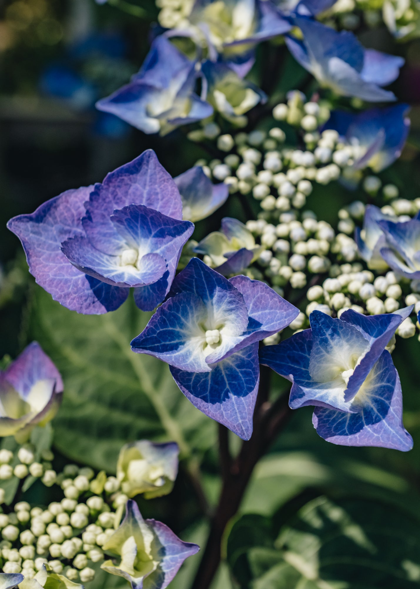 Hydrangea Hydrangea macrophylla Zorro