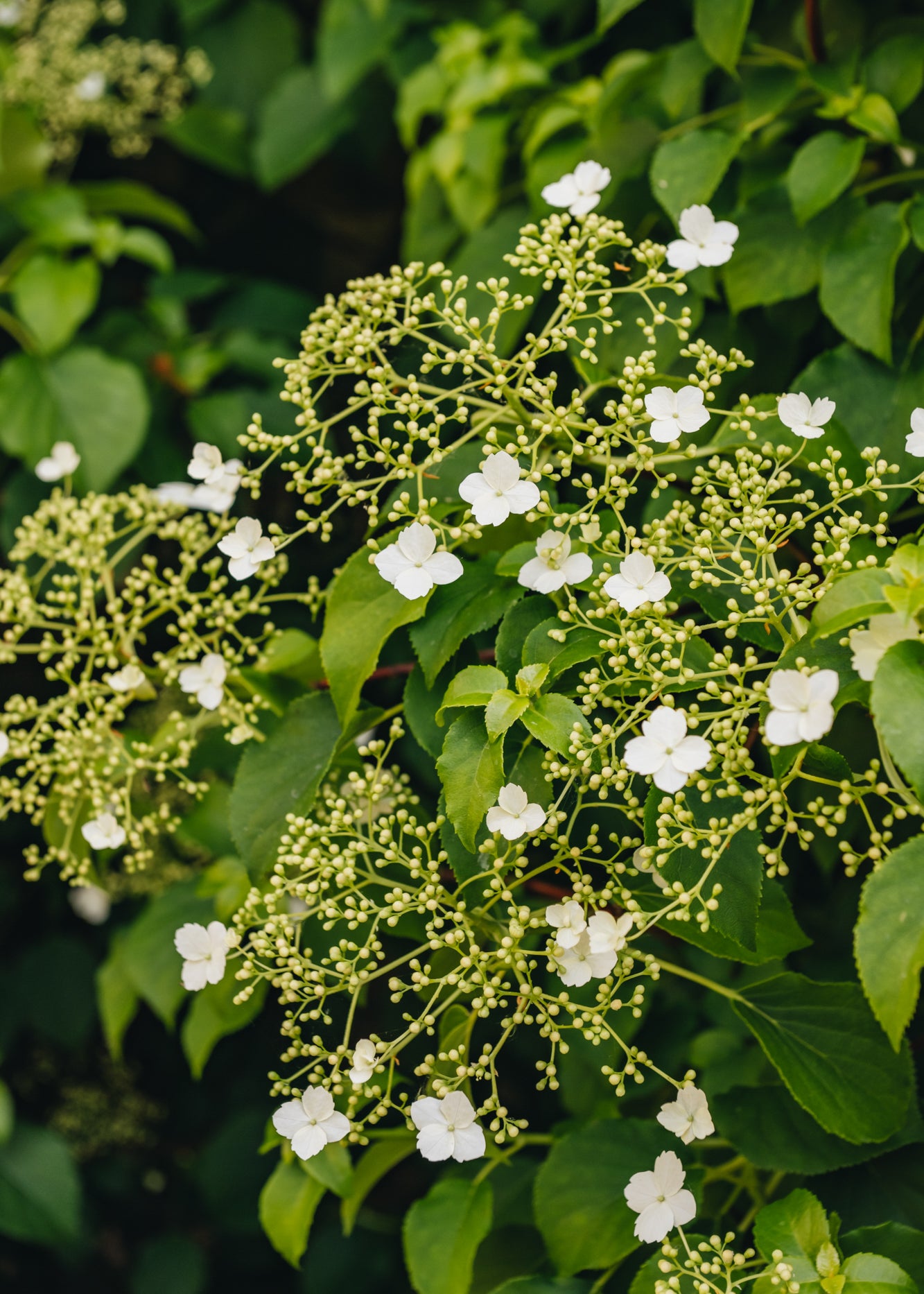 Chaenomeles Hydrangea petiolaris