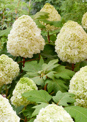 Hydrangea quercifolia 'Tara', 5L