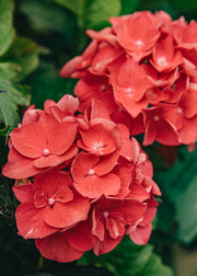 Hydrangea Hydrangea macrophylla ‘Merveille Sanguine’, 5L