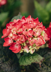 Hydrangea Hydrangea macrophylla ‘Merveille Sanguine’, 5L