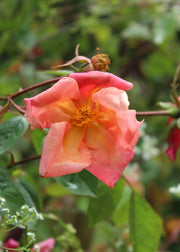 Rosa × odorata 'Mutabilis', 4L