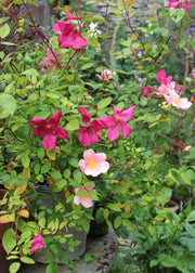 Roses Rosa × odorata 'Mutabilis', 4L