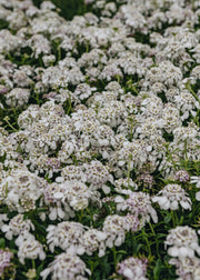 Clematis Iberis Pink Ice, 2L