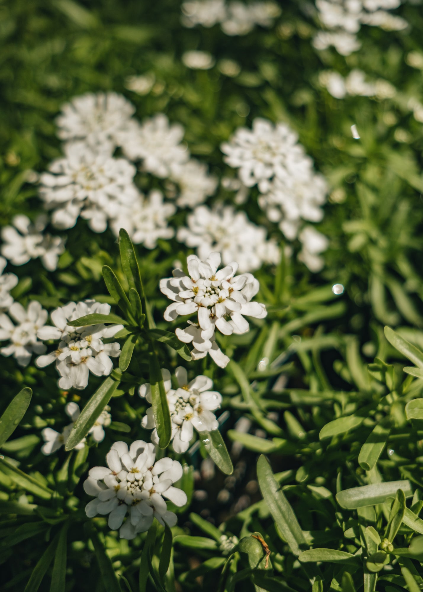 Altico Iberis sempervirens Whistler White, 2/3L