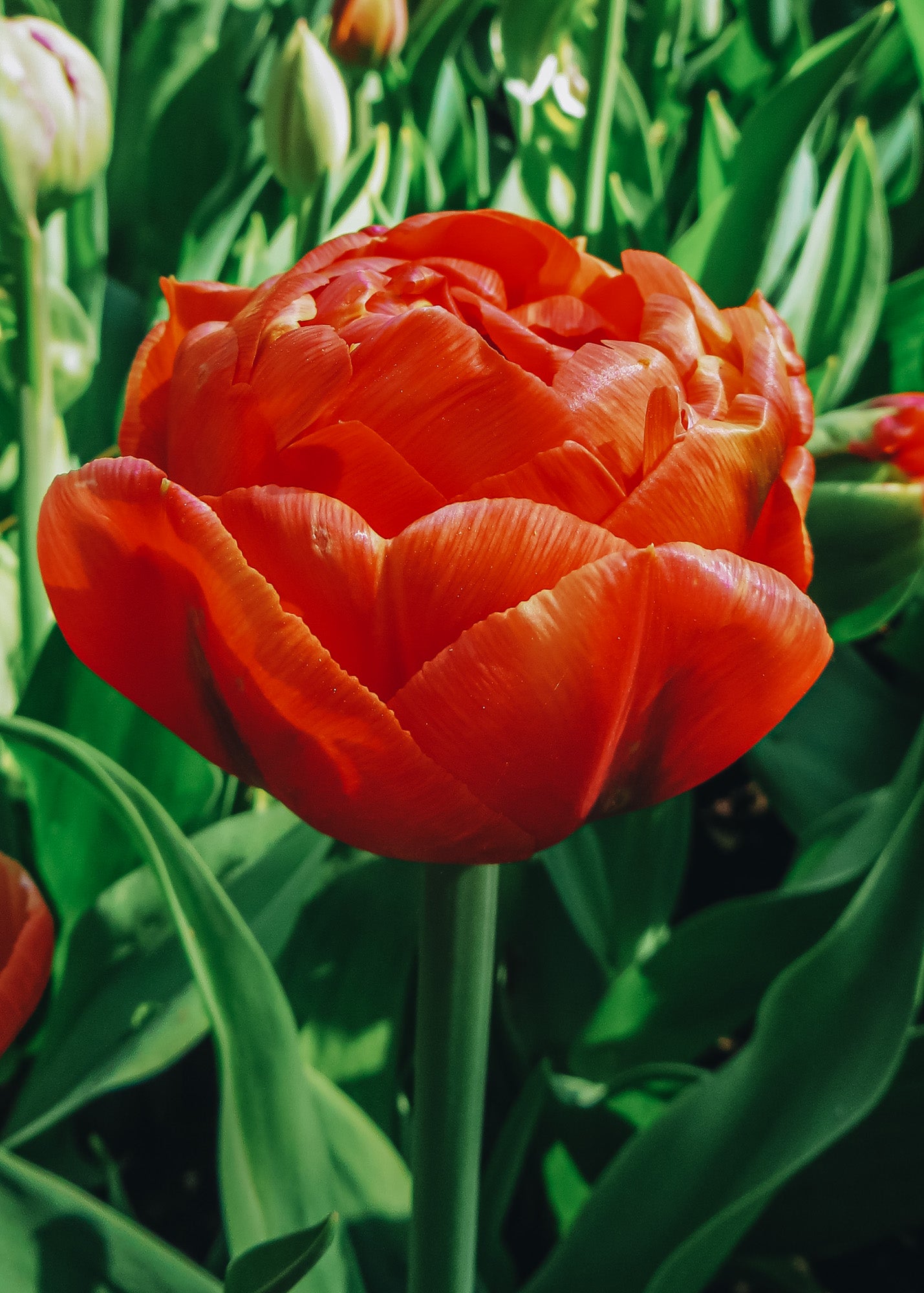 Tulipa Icoon Bulbs