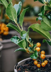 Ilex Aquifolium Bacciflava, (female) 3L