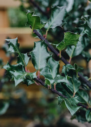 Ilex x meserveae Blue Angel, 3L