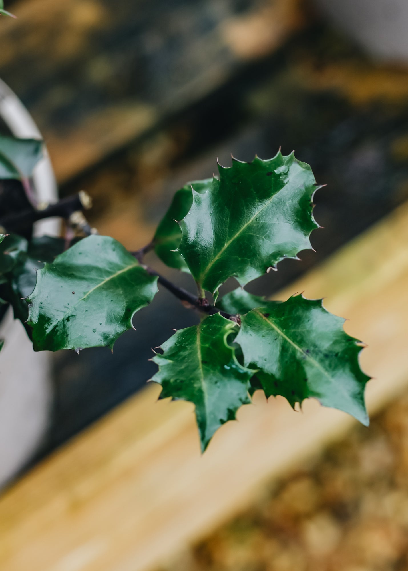 Ilex Ilex x meserveae Blue Angel, 3L