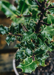 Ilex Aquifolium Chris Whittle (female), 3L