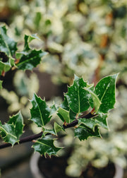 Ilex Ilex Aquifolium Chris Whittle (female), 3L