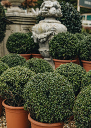 Ilex Ilex crenata Convexa Bon, 5L