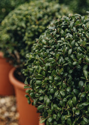 Ilex crenata Convexa Bon, 5L