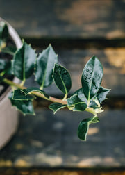 Ilex Ilex aquifolium JC van Tol, 3L