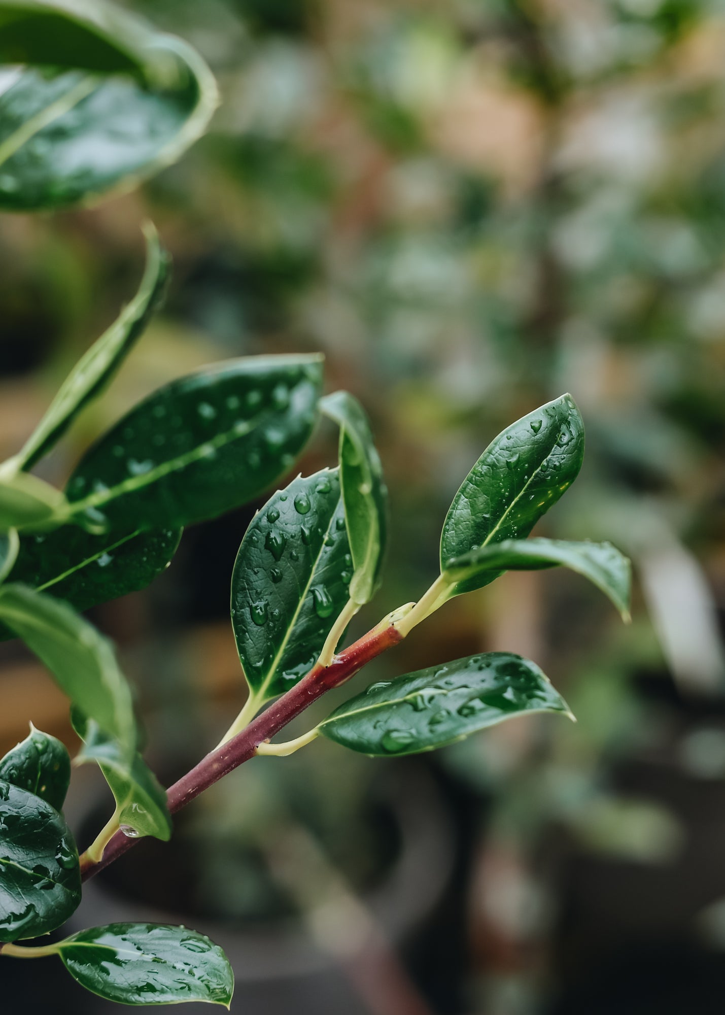 Ilex aquifolium JC van Tol, 3L