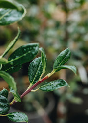 Ilex aquifolium JC van Tol, 3L