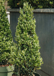 Ilex Ilex crenata ‘Jenny’ Pyramid, 4L
