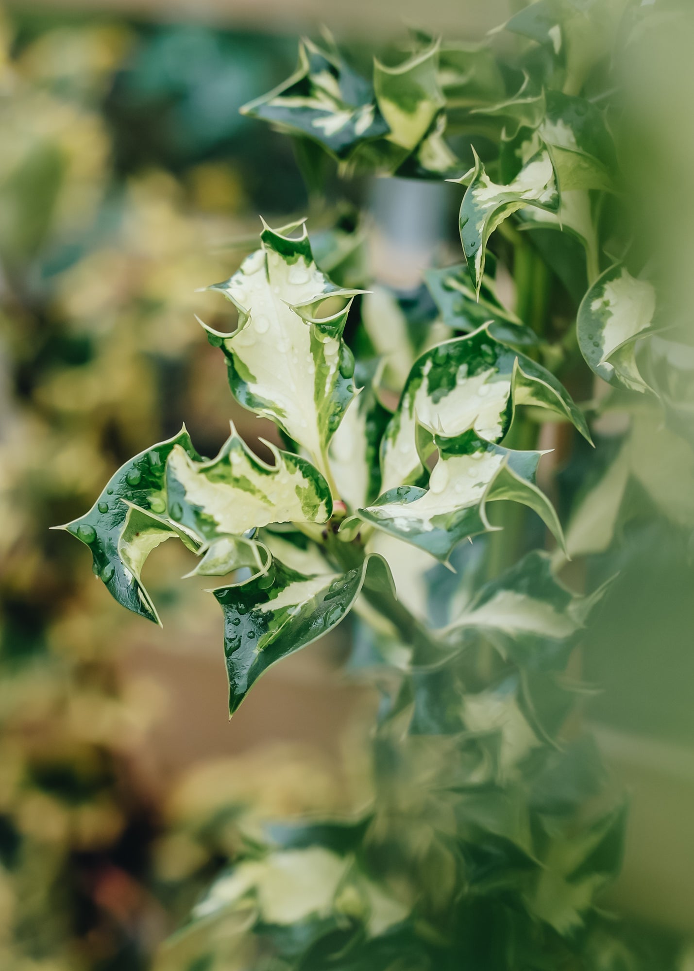 Ilex aquifolium Silver Milk Maid (Female), 3L