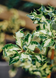 Ilex Ilex aquifolium Silver Milk Maid (Female), 3L