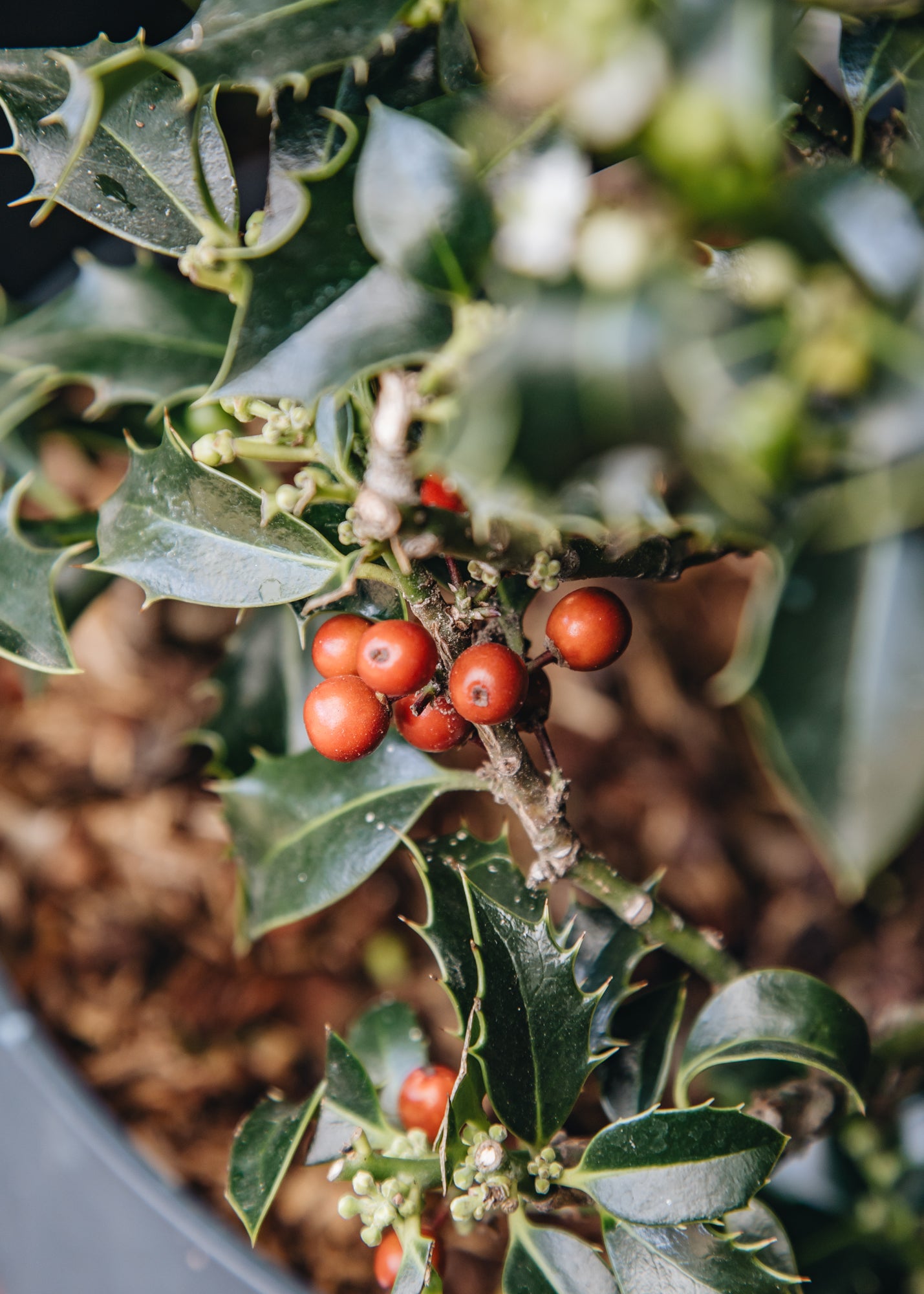 Ilex Ilex aquifolia Alaska globe, 10L 