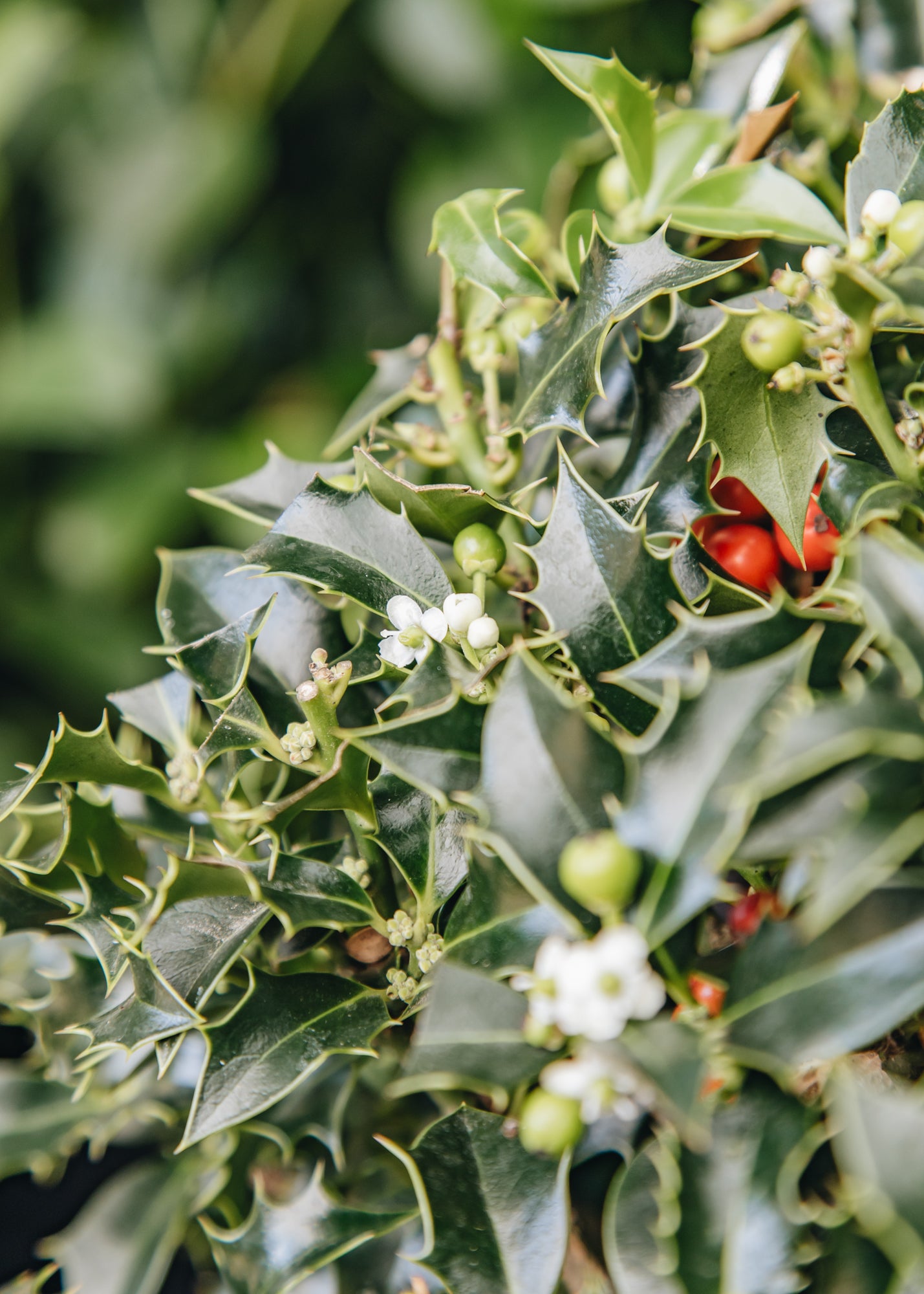 Ilex Ilex aquifolia Alaska globe, 10L 