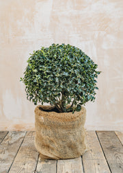 Ilex Ilex aquifolia Alaska globe, 10L 