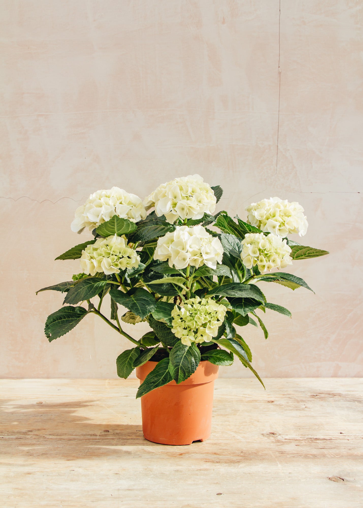 Houseplants Indoor Hydrangea Hi Ice White, 14cm