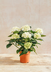 Houseplants Indoor Hydrangea Hi Ice White, 14cm