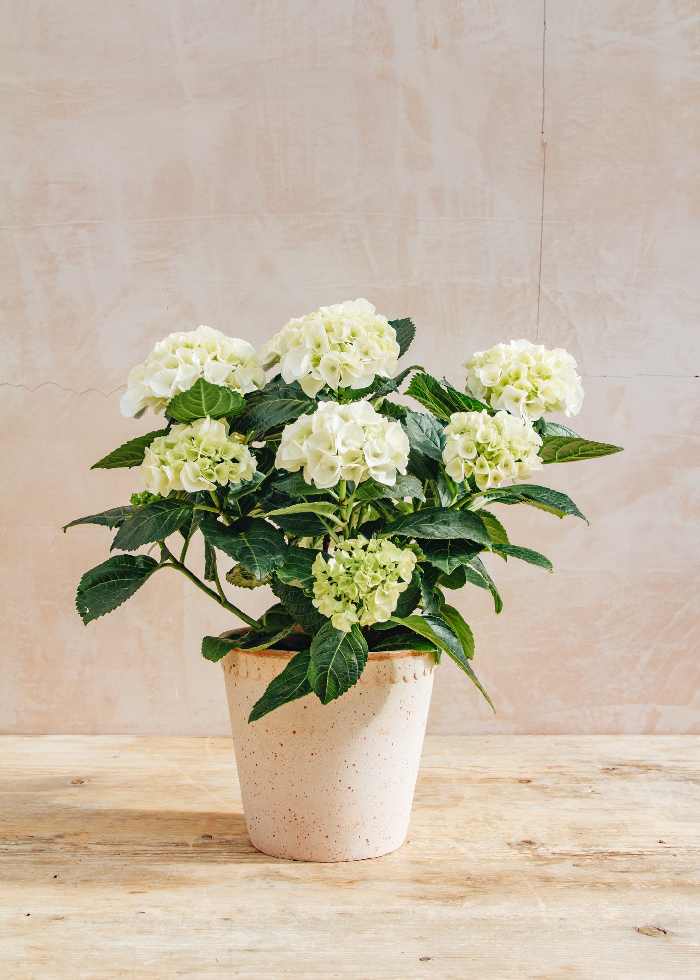 Burford Garden Co. Indoor Hydrangea Hi Ice White, 14cm