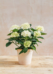 Burford Garden Co. Indoor Hydrangea Hi Ice White, 14cm