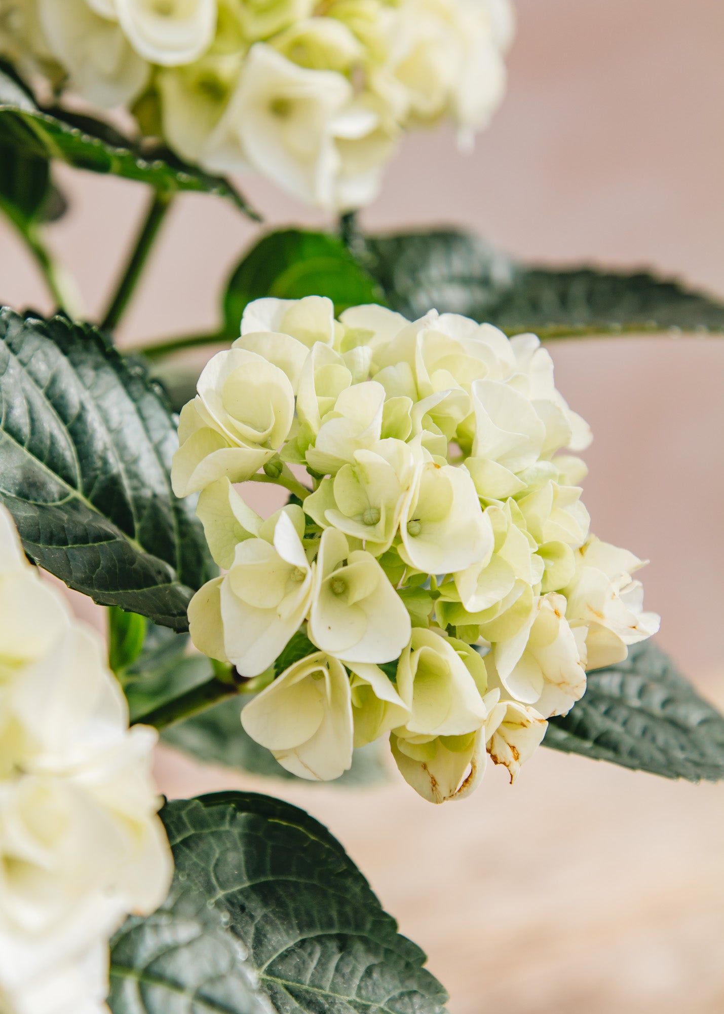 Houseplants Indoor Hydrangea Hi Ice White, 14cm