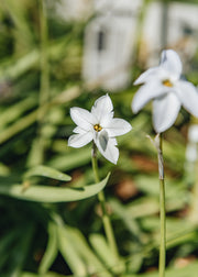 Olearia Ipheion 'Alberto Castillo', 1L