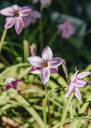 Olearia Ipheion uniflorum 'Charlotte Bishop', 1L