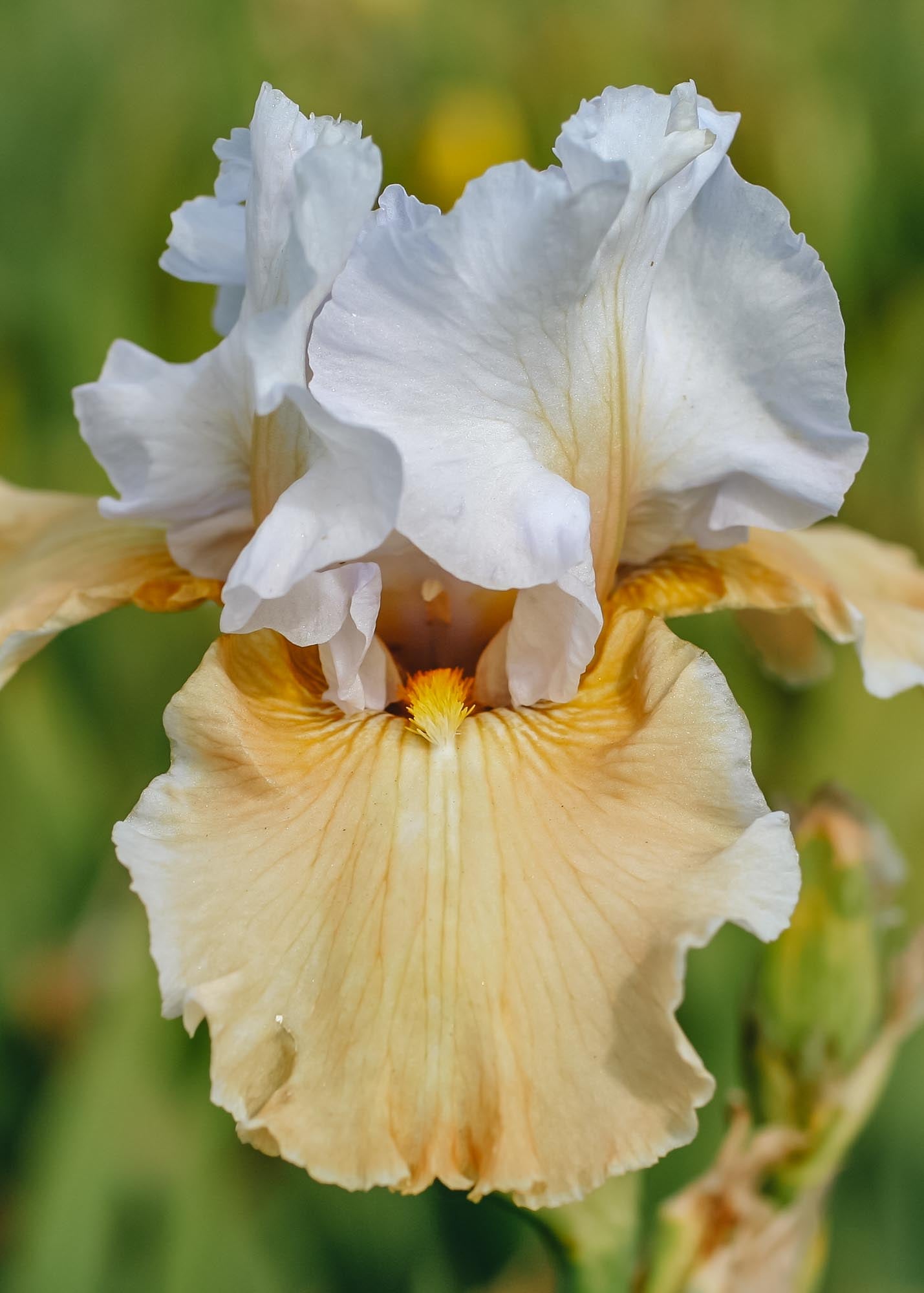 David Austin Roses Iris 'Champagne Elegance', pack of three bulbs