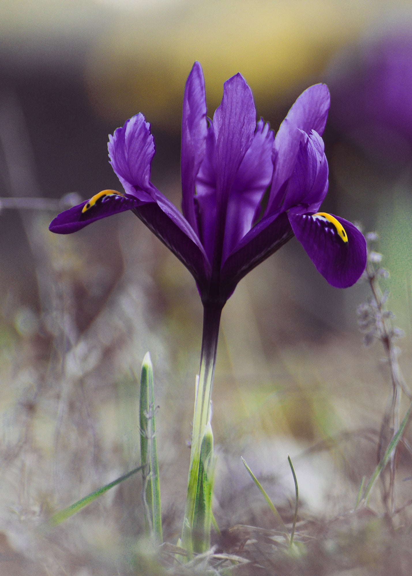 Iris reticulata Interstella, pack of 30 bulbs