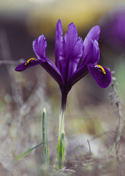 Iris reticulata Interstella, pack of 30 bulbs
