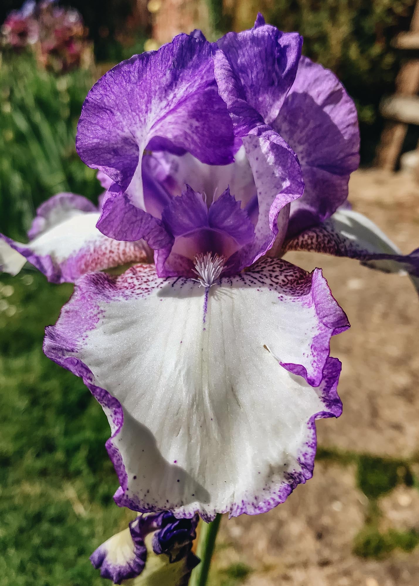 Clematis Iris 'Loop the Loop', pack of three bulbs