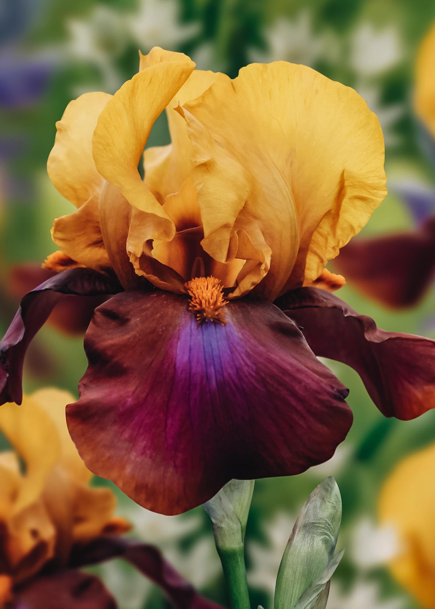 David Austin Roses Iris 'Louder Still', pack of three bulbs