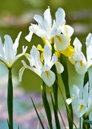 Iris reticulata Louise, pack of 30 bulbs