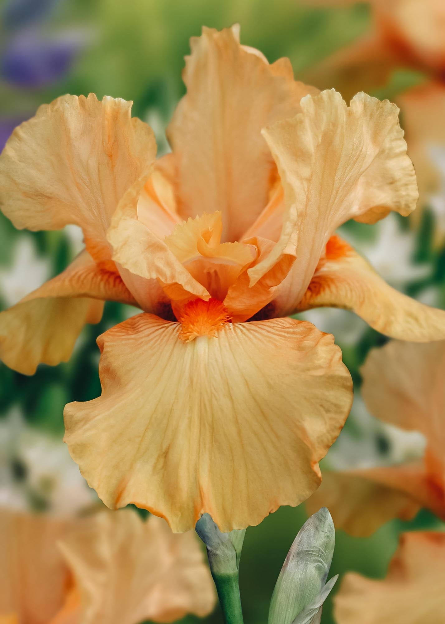 Iris 'Maid of Orange', pack of three bulbs