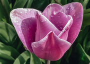Tulipa Jacuzzi Bulbs