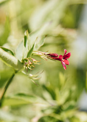 Jasminum Beesianum, 3L