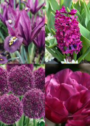 Jewel Tone Lasagne Planting Bulb Collection