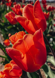Tulipa Jimmy Bulbs